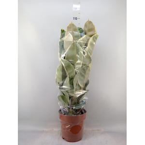 Ficus elastica 'Tineke'