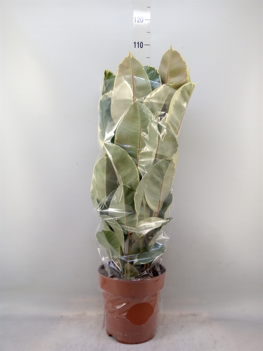 <h4>Ficus elastica 'Tineke'</h4>