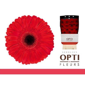 GE GR DYNAMIC diamond*30