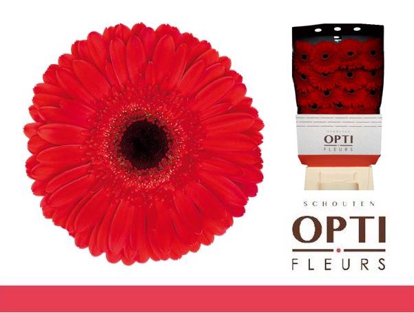 <h4>GE GR DYNAMIC diamond</h4>