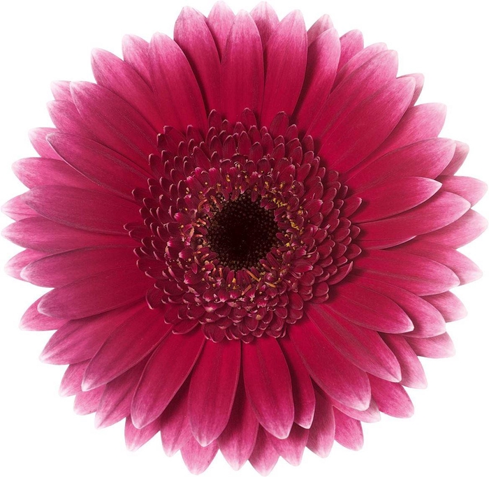 <h4>Ge Mi Sandero Bos + Hoes</h4>