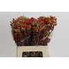 Kangaroo Paw Rampaging Roy Slaven