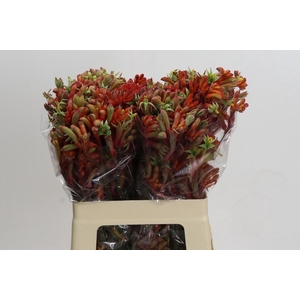 Anigozanthos Rampaging Roy Slaven