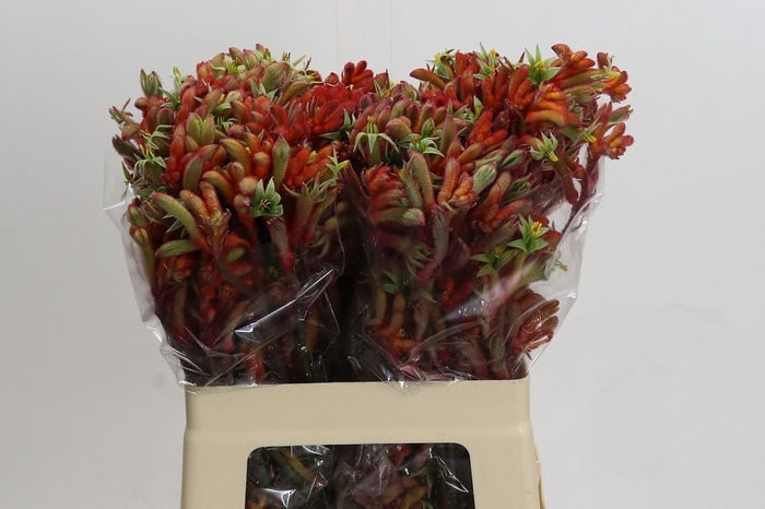 Kangaroo Paw Rampaging Roy Slaven