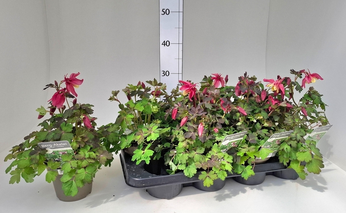 <h4>AQUIL CAERULEA</h4>