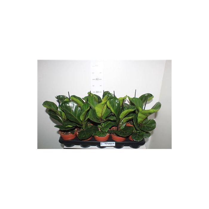 <h4>** Ficus Lyrata Bambino * Winter Promo *</h4>
