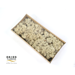 Dried Reindeer Moss Natural