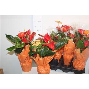Anthu A Mauii Red 4-5 Bloemen+