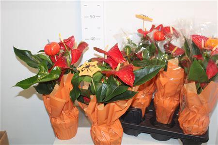 <h4>Anthu A Mauii Red 4-5 Bloemen+</h4>