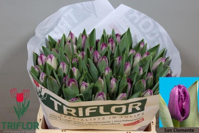 <h4>TU FR SAN CLEMENTE</h4>