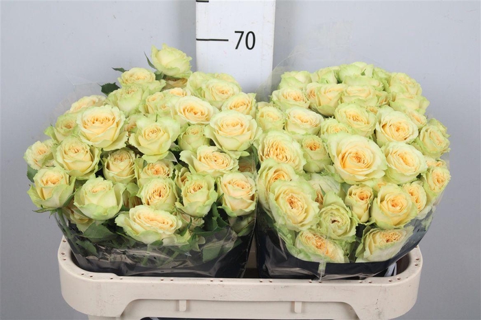 <h4>R Tr Bandolero</h4>