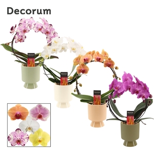 PHAL GEM