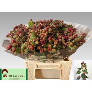 RUBUS FR CHESTER