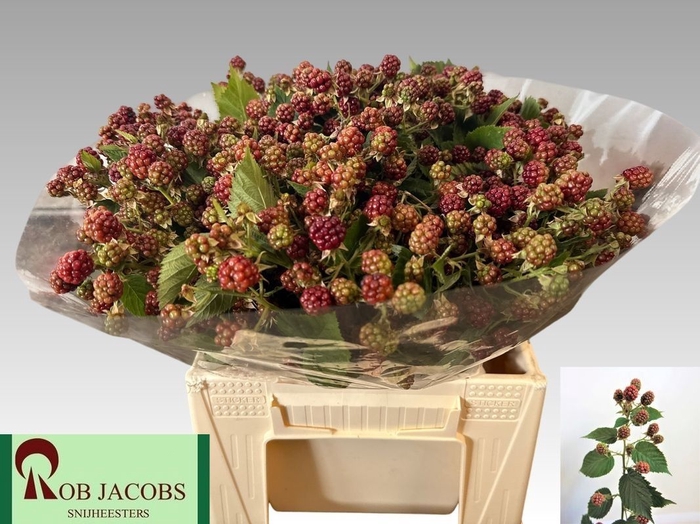 <h4>RUBUS FR CHESTER</h4>