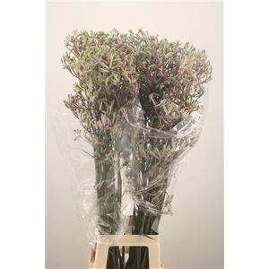 Anigozanthos Lilac Queen