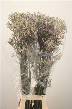 <h4>Anigozanthos Lilac Queen</h4>