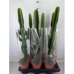 Euphorbia acrurensis