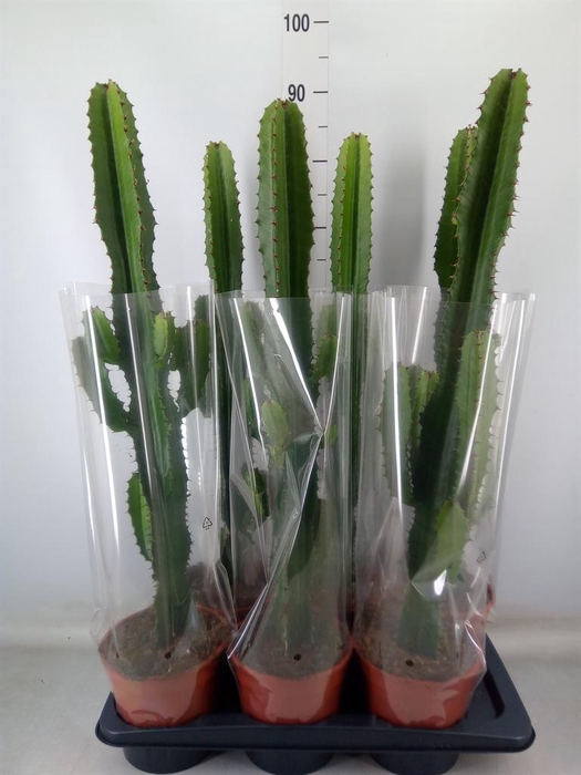 <h4>Euphorbia acrurensis</h4>