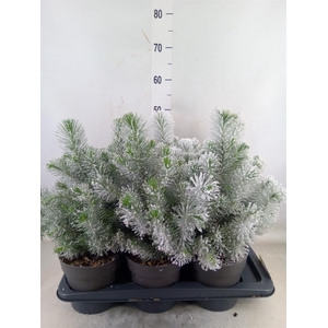 Pinus pinea 'Silver Crest'