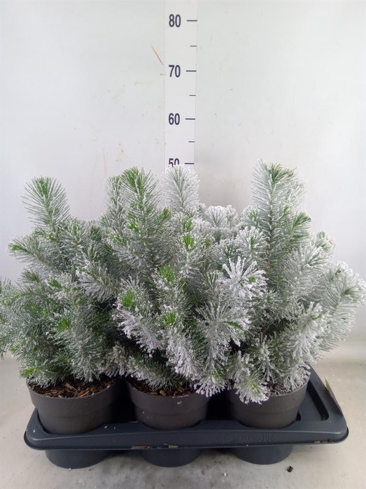 <h4>Pinus pinea 'Silver Crest'</h4>