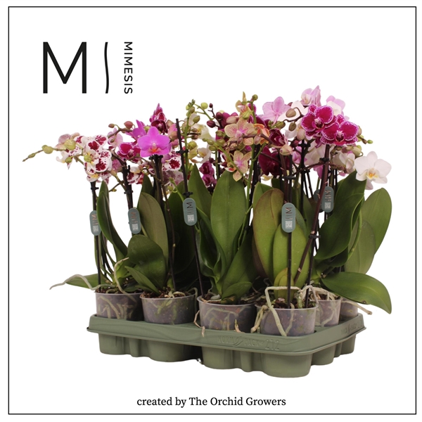 <h4>Mimesis Phal. Mix - 3 spike 9cm</h4>