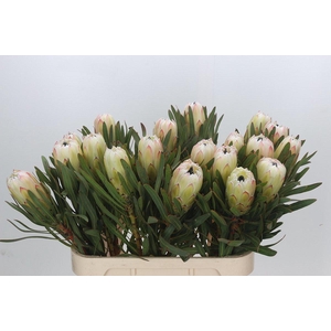 PROTEA WHITE NIGHT