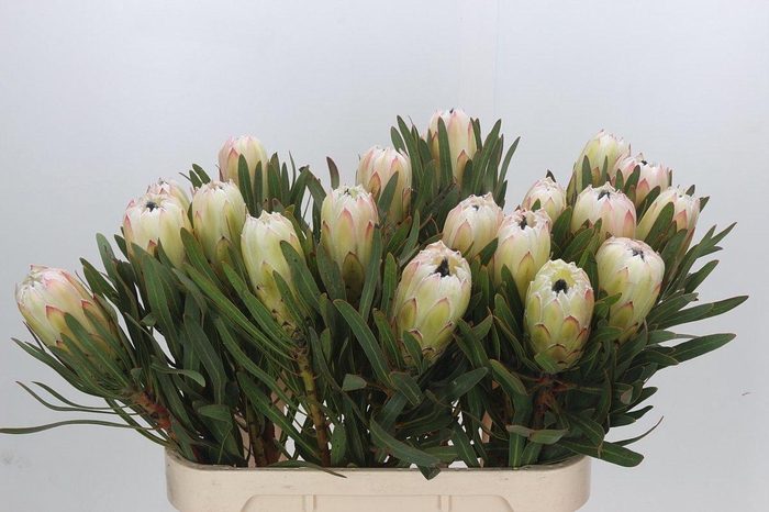 <h4>PROTEA WHITE NIGHT</h4>