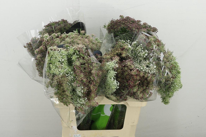 <h4>Daucus Carota Dara</h4>