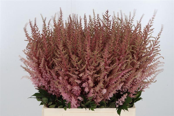 <h4>Astil Ar Erika</h4>