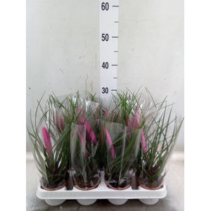 Tillandsia cyanea 'Vincent'