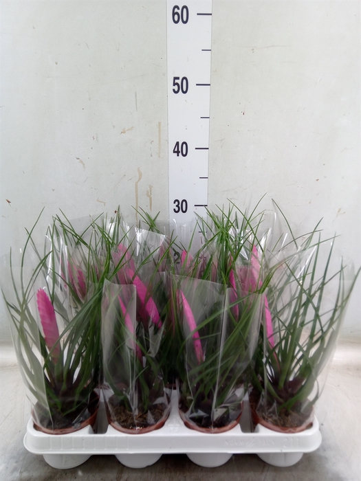 <h4>Tillandsia cyanea 'Vincent'</h4>