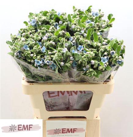 <h4>Oxy Co Tan Pure Blu</h4>