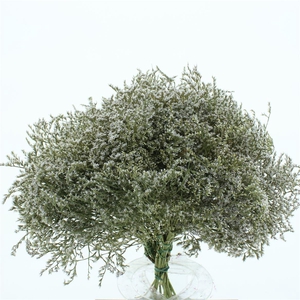 Dried Statice Tartarico