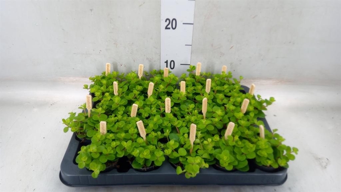 <h4>Peperomia rotundifolia</h4>