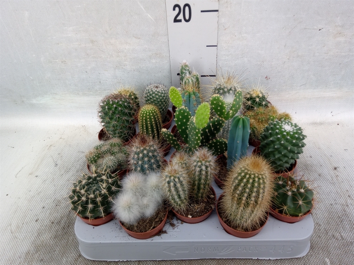 <h4>Cactus   ...mix</h4>