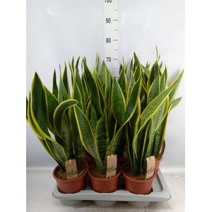 Sansevieria trifa. 'Laurentii'