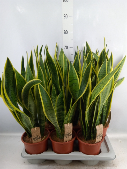 Sansevieria trifa. 'Laurentii'