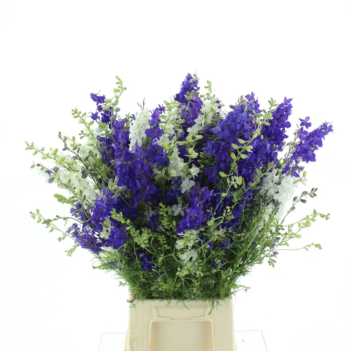 <h4>Delphinium Aj Mix</h4>