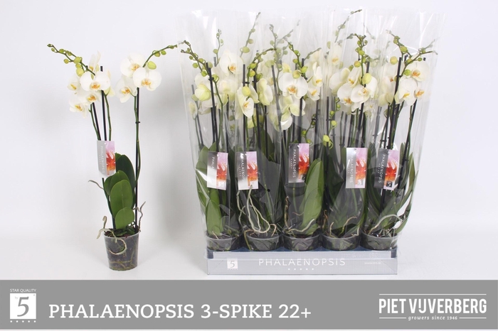 <h4>PHAL OV WIT</h4>