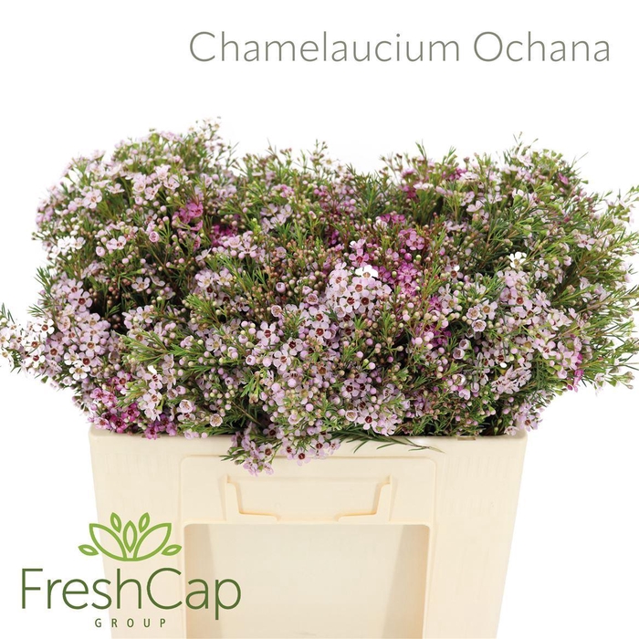 <h4>Chamelaucium  'Ochana'</h4>