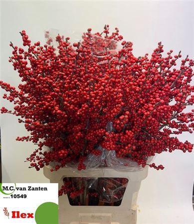 <h4>Ilex Ve Rode Bes</h4>