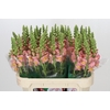 Antirrhinum majus Toulon Apricot
