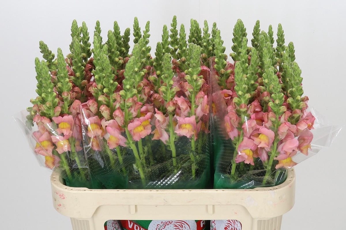 <h4>Antirrhinum majus Toulon Apricot</h4>