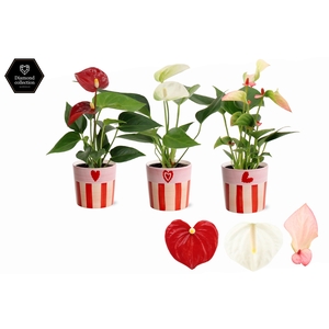 Anthurium 6 cm 3 color mix in Romee ceramics