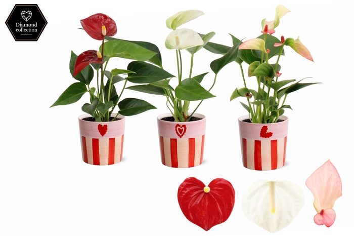 <h4>Anthurium 6 cm 3 color mix in Romee ceramics</h4>