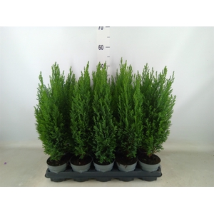 Chamaecyparis laws. 'Ellwoodii'