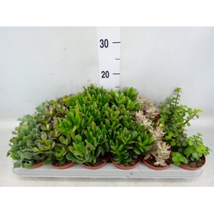 Crassula   ...mix