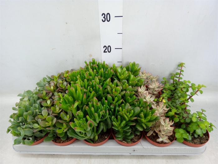 <h4>Crassula   ...mix</h4>