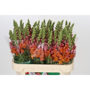 Antirrhinum Avignon Deep Orange