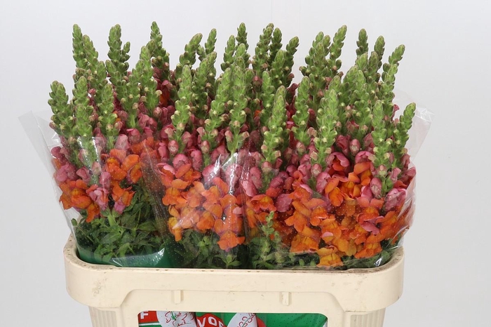 <h4>Antirrhinum Avignon Deep Orange</h4>